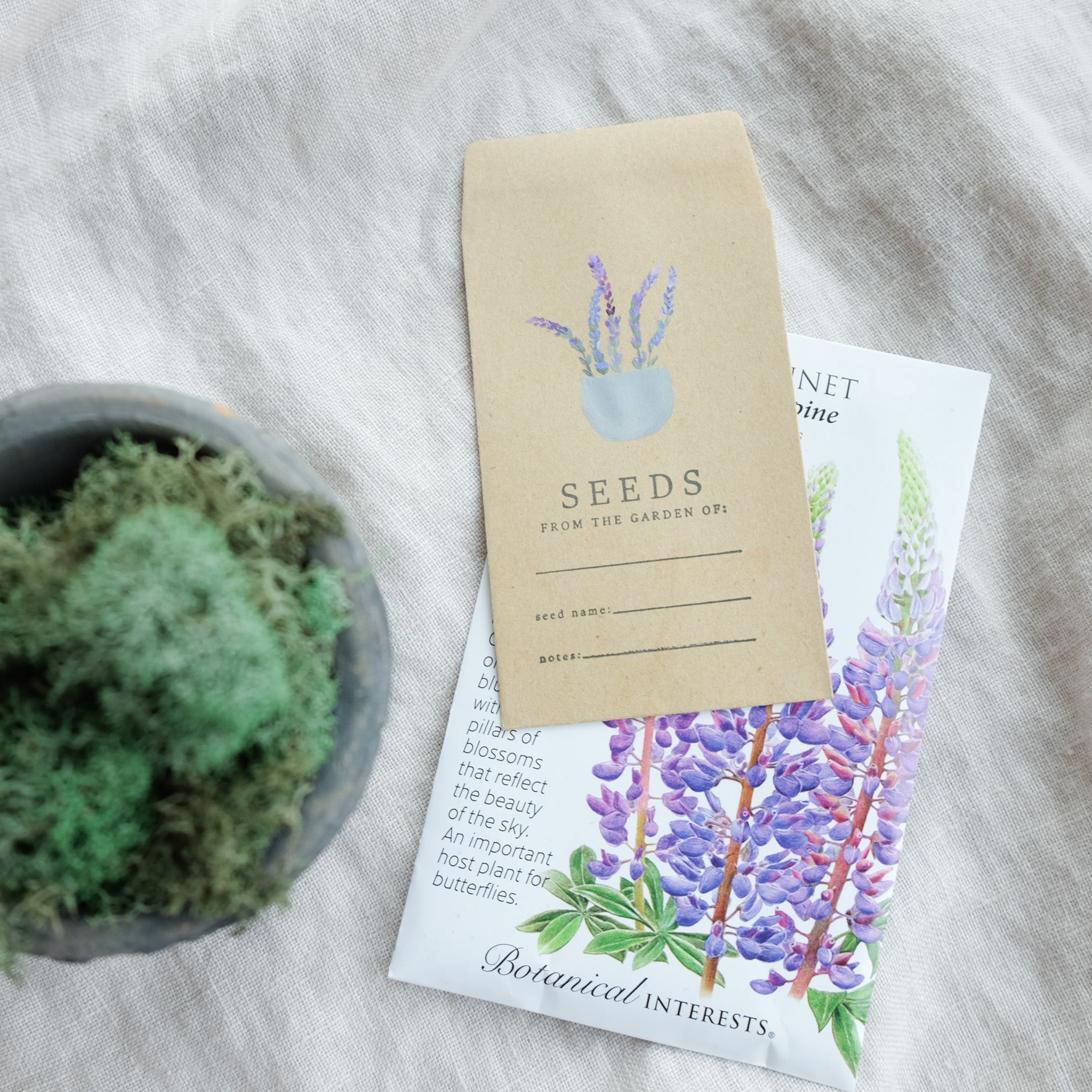 Seed packet and seedling on a textured surface