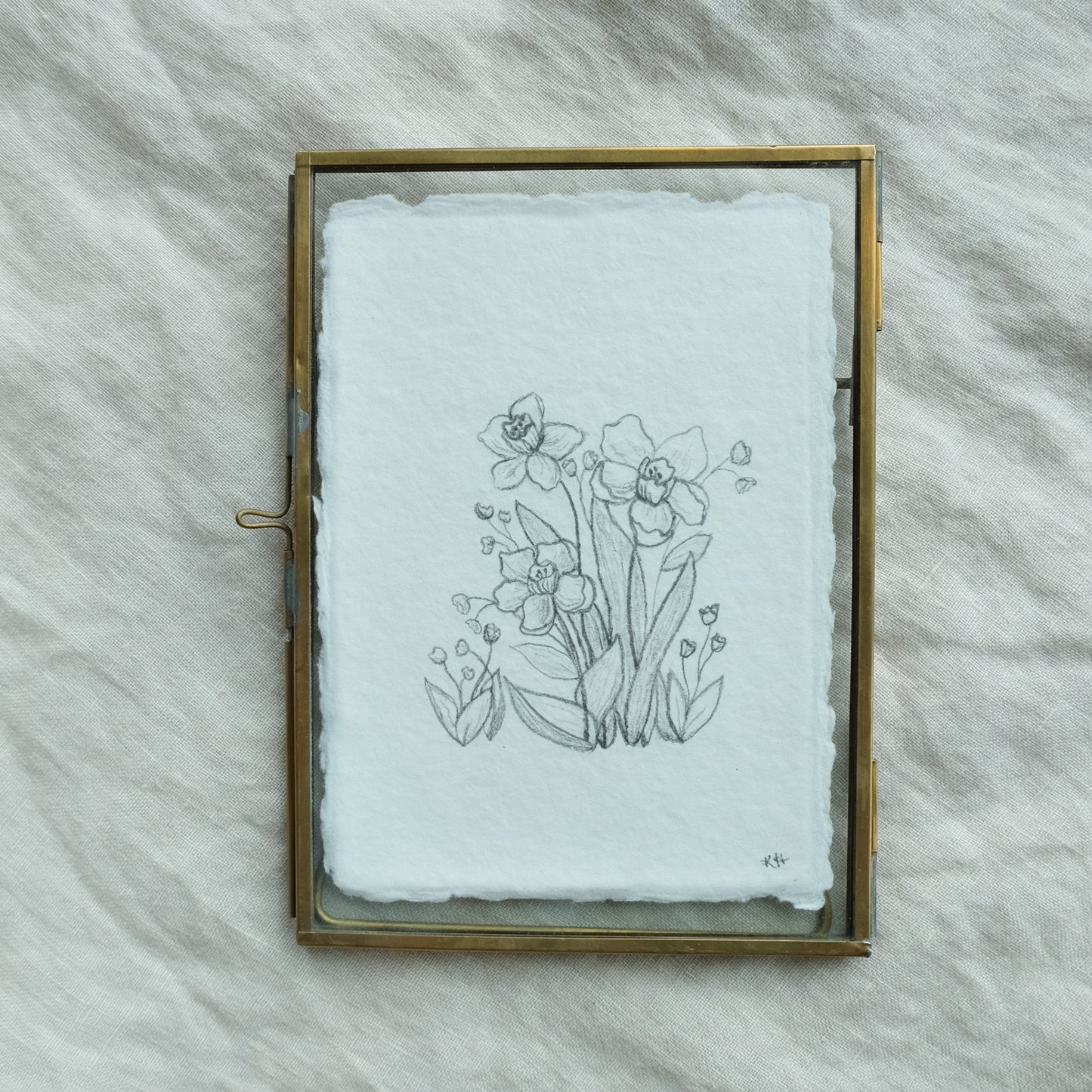 Daffodil Study